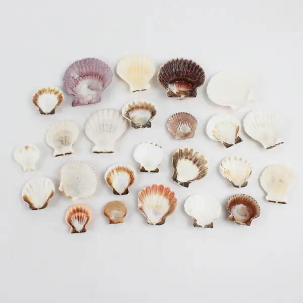 Lot of 24 Assorted Scallop Shells DIY Seashell Crafts FLAWED