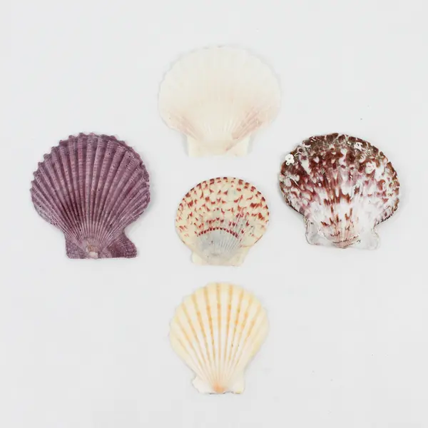 Lot of 24 Assorted Scallop Shells DIY Seashell Crafts FLAWED