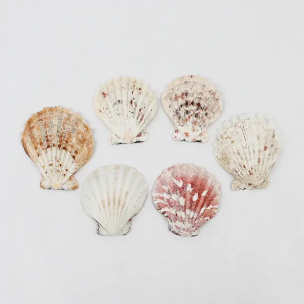 Lot of 24 Assorted Scallop Shells DIY Seashell Crafts FLAWED