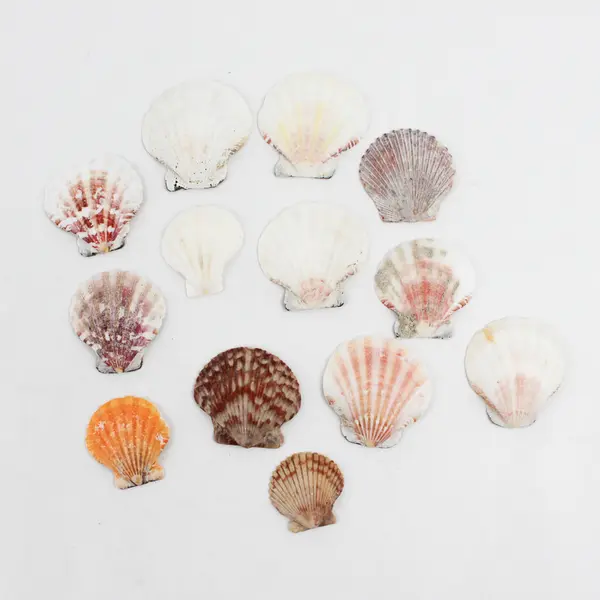 Lot of 24 Assorted Scallop Shells DIY Seashell Crafts FLAWED