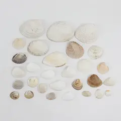 Lot of 29 Clam Shells DIY Seashell Crafts FLAWED