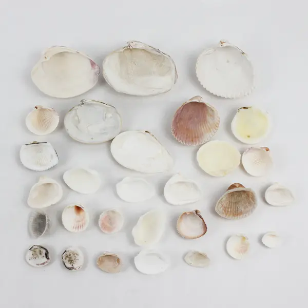 Lot of 29 Clam Shells DIY Seashell Crafts FLAWED