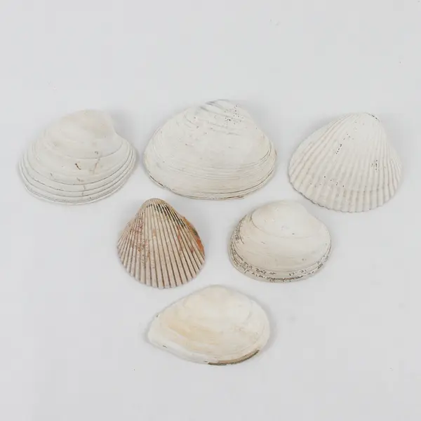 Lot of 29 Clam Shells DIY Seashell Crafts FLAWED