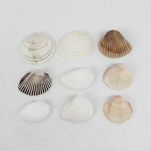 Lot of 29 Clam Shells DIY Seashell Crafts FLAWED