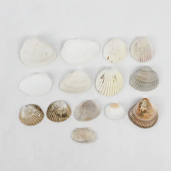 Lot of 29 Clam Shells DIY Seashell Crafts FLAWED