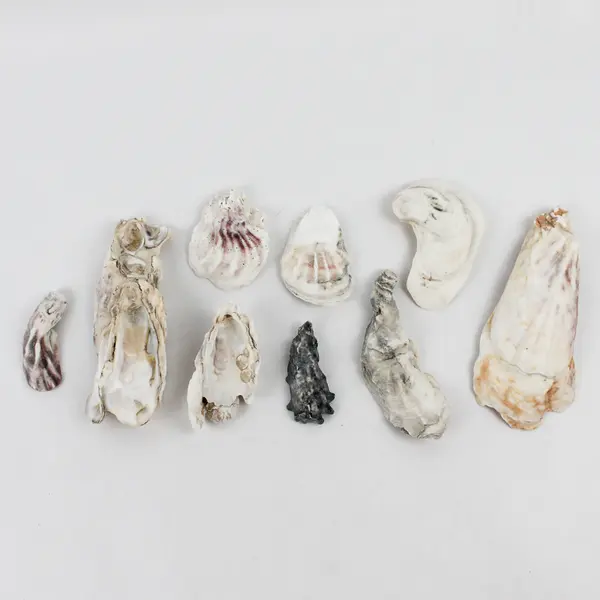 Lot of 9 Oyster Shells and Clusters Collectible Seashells DIY Craft