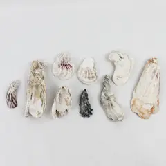 Lot of 9 Oyster Shells and Clusters Collectible Seashells DIY Craft