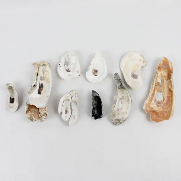 Lot of 9 Oyster Shells and Clusters Collectible Seashells DIY Craft