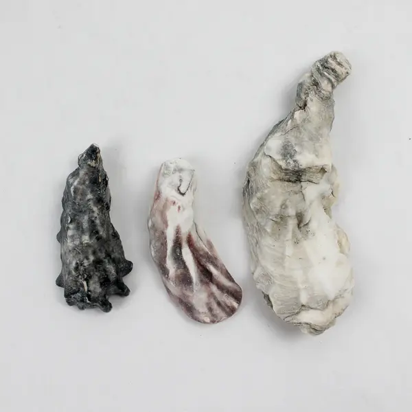 Lot of 9 Oyster Shells and Clusters Collectible Seashells DIY Craft