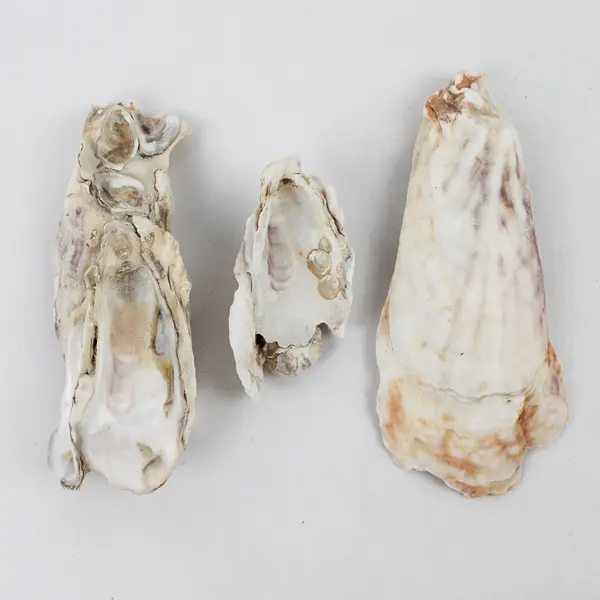 Lot of 9 Oyster Shells and Clusters Collectible Seashells DIY Craft