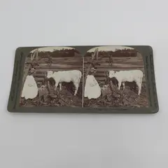 I's Bringed You A Little Dolly, Bessy Victorian Photo Stereoview Underwood 