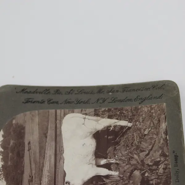 I's Bringed You A Little Dolly, Bessy Victorian Photo Stereoview Underwood 