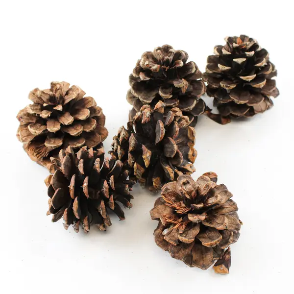 Cinnamon Scented Pinecones for Crafts Holiday Wreaths Garlands Potpourri