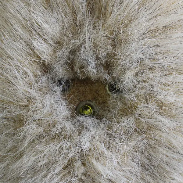 Beeple Vintage Plush Lt Brown Bigfoot Yeti Carousel Toys w Sounds & Light #2574A