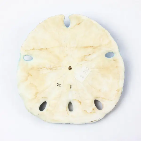 Hand-Painted Large Sand Dollar Heceta Head Signed Parry '98 Beach Art
