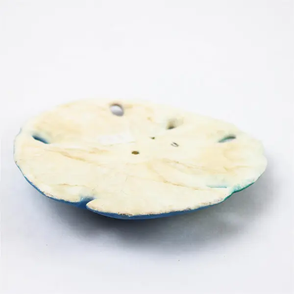Hand-Painted Large Sand Dollar Heceta Head Signed Parry '98 Beach Art