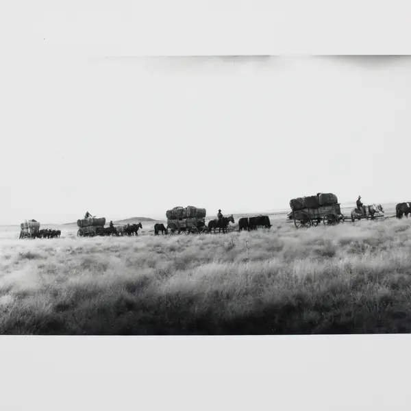 Vintage Wagon Train Of Cotton Bales Circa 1900 Wide Format Photo Reprint