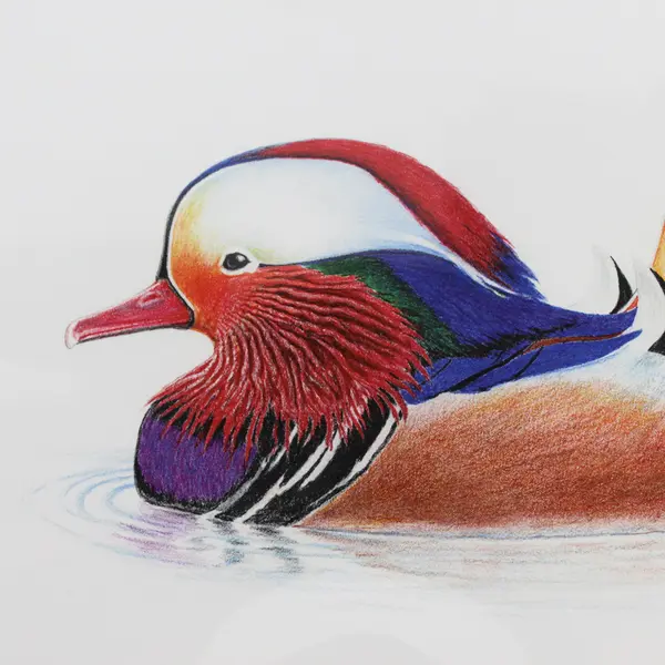 LE 2018 Watercolor Painting Mandarin Duck By Flynn and Forest Conyers 10" x 12"