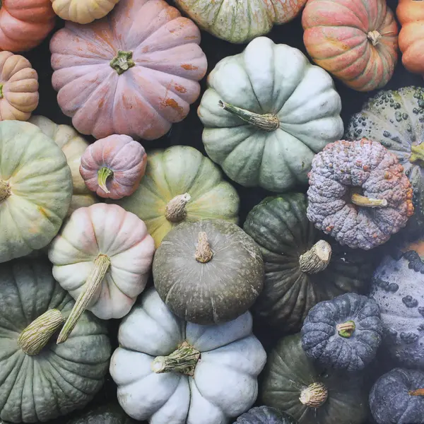 Heirloom Pumpkins 1000 Piece Jigsaw Puzzle #M021822G, Complete 