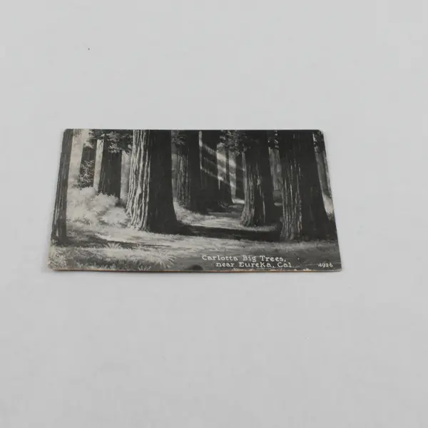 Vintage Carlotta Big Trees Near Eureka California Litho Postcard 1922 Redwoods
