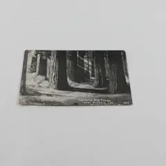 Vintage Carlotta Big Trees Near Eureka California Litho Postcard 1922 Redwoods