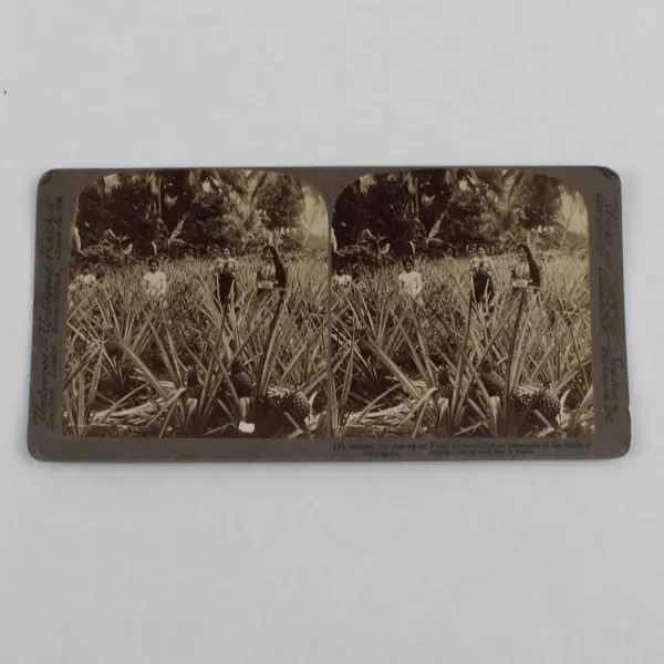Puerto Rico Pineapple Fields Of Mayaguez Puerto Rico Stereoview 1899 Underwood