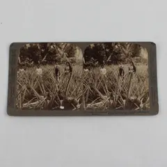 Puerto Rico Pineapple Fields Of Mayaguez Puerto Rico Stereoview 1899 Underwood