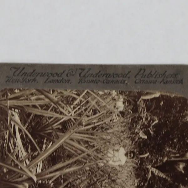 Puerto Rico Pineapple Fields Of Mayaguez Puerto Rico Stereoview 1899 Underwood