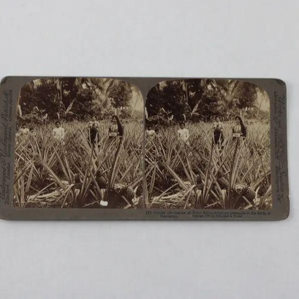 Puerto Rico Pineapple Fields Of Mayaguez Puerto Rico Stereoview 1899 Underwood