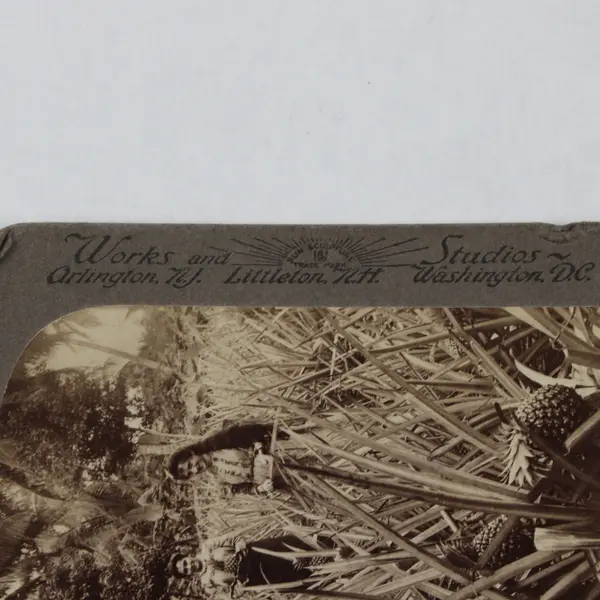 Puerto Rico Pineapple Fields Of Mayaguez Puerto Rico Stereoview 1899 Underwood