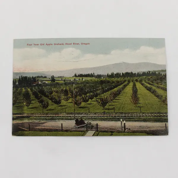 Four Year Old Apple Orchard Hood River Oregon Color Litho Postcard 1909 
