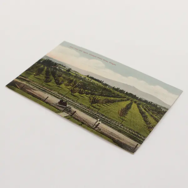 Four Year Old Apple Orchard Hood River Oregon Color Litho Postcard 1909 