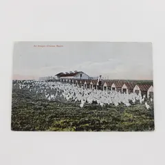 Vintage An Oregon Chicken Ranch Color Litho Postcard 1910