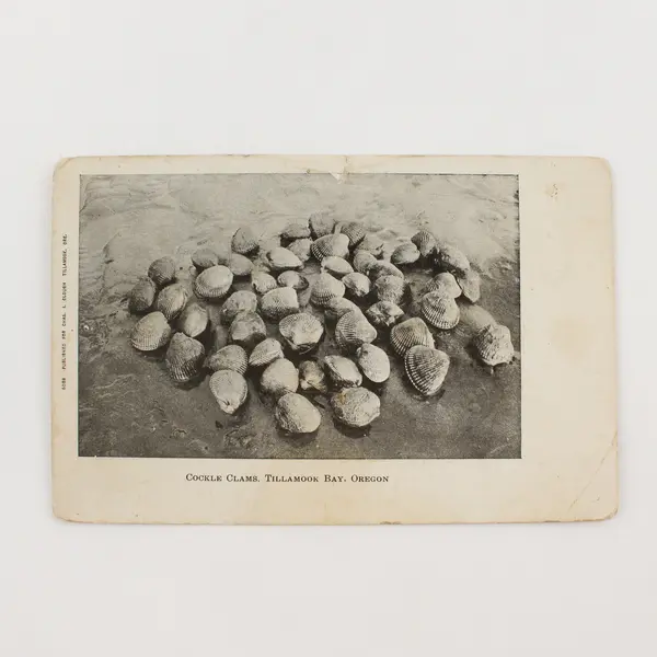 Cockle Clams Tillamook Bay Oregon Litho Postcard Chas Clough Circa 1905