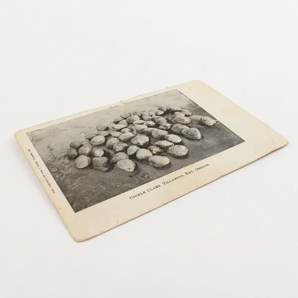 Cockle Clams Tillamook Bay Oregon Litho Postcard Chas Clough Circa 1905