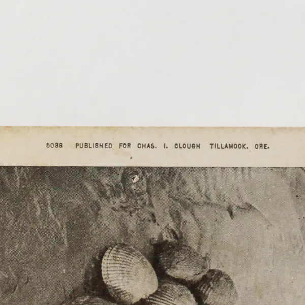 Cockle Clams Tillamook Bay Oregon Litho Postcard Chas Clough Circa 1905