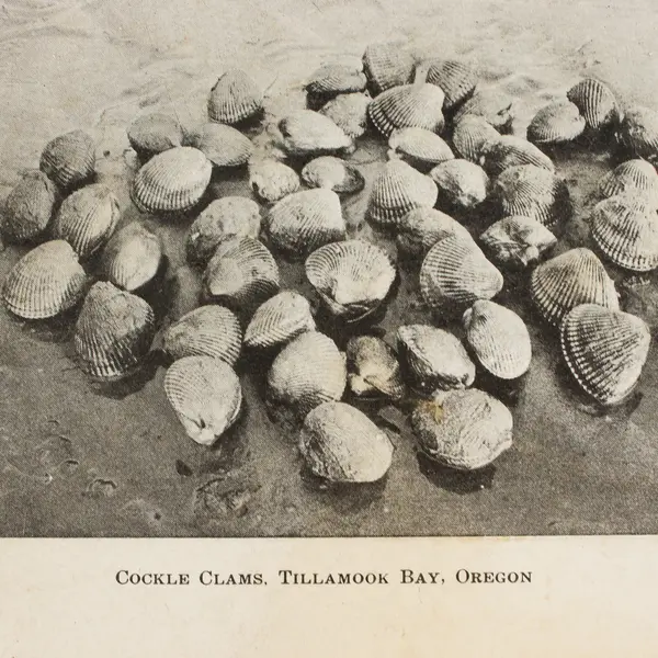 Cockle Clams Tillamook Bay Oregon Litho Postcard Chas Clough Circa 1905