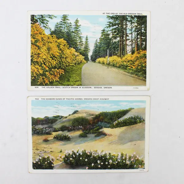 Lot Of 2 Oregon Coast Highway Color Litho Postcards Scotch Broom Seaward Dunes