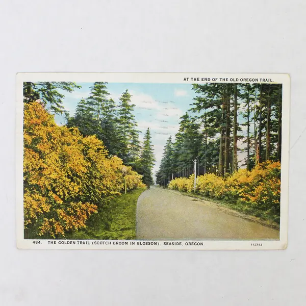 Lot Of 2 Oregon Coast Highway Color Litho Postcards Scotch Broom Seaward Dunes