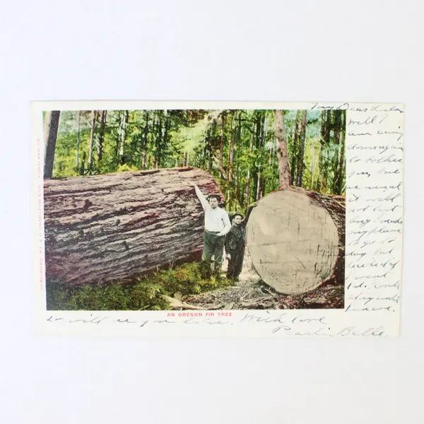 An Oregon Fir Tree Color Litho Postcard 1906 Old Growth Logging