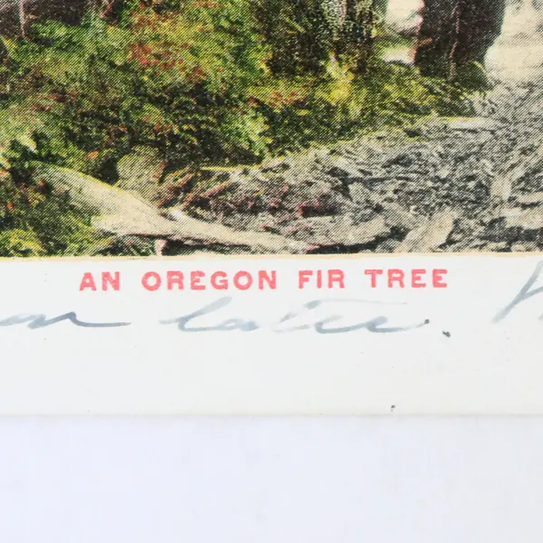 An Oregon Fir Tree Color Litho Postcard 1906 Old Growth Logging