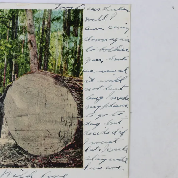 An Oregon Fir Tree Color Litho Postcard 1906 Old Growth Logging