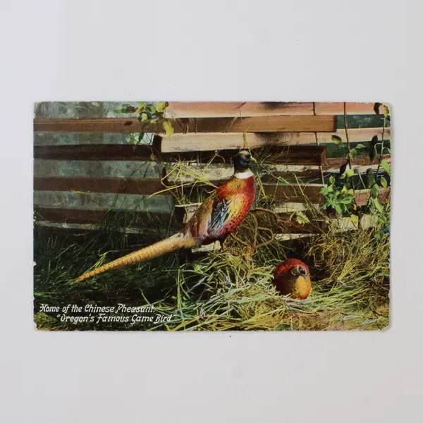 Chinese Pheasant Oregon's Famous Game Bird Litho Postcard Balm Oregon Postmark