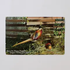 Chinese Pheasant Oregon's Famous Game Bird Litho Postcard Balm Oregon Postmark