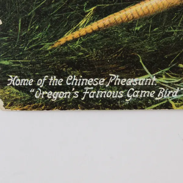 Chinese Pheasant Oregon's Famous Game Bird Litho Postcard Balm Oregon Postmark