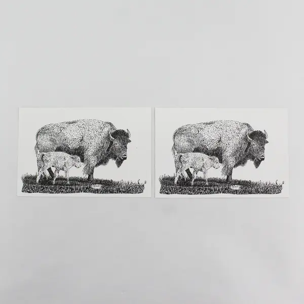 Lot Of 2 Vintage Moiese Montana Postcards Bison And Calf Art By Kraft
