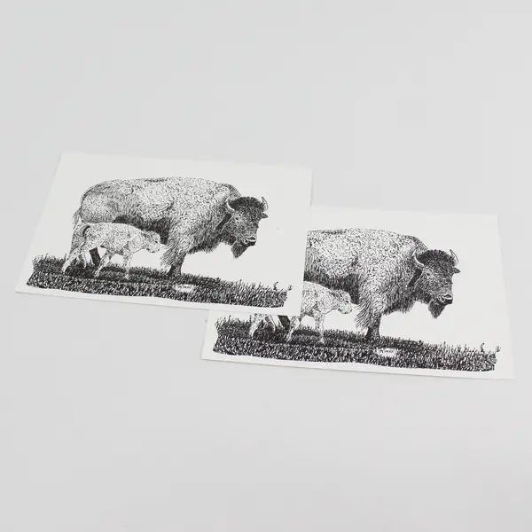 Lot Of 2 Vintage Moiese Montana Postcards Bison And Calf Art By Kraft
