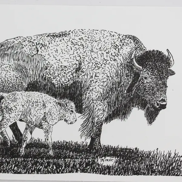 Lot Of 2 Vintage Moiese Montana Postcards Bison And Calf Art By Kraft