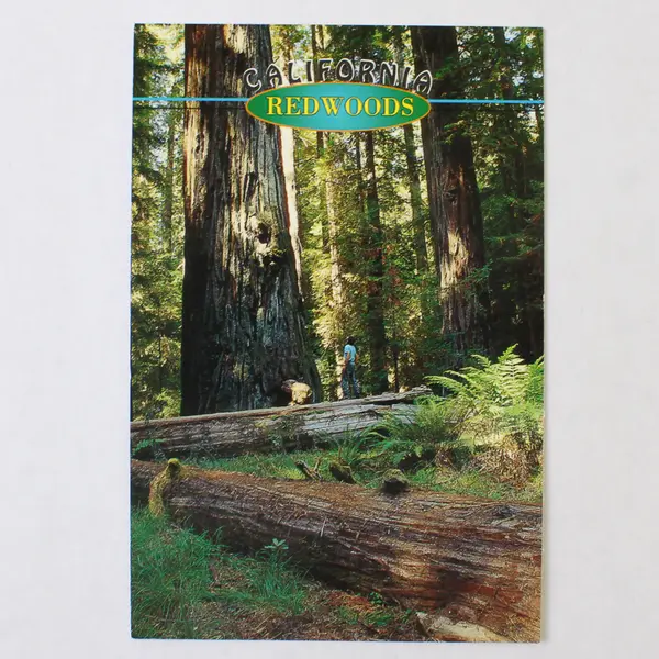 Lot Of 2 California Redwoods Redwood Empire Color Postcards