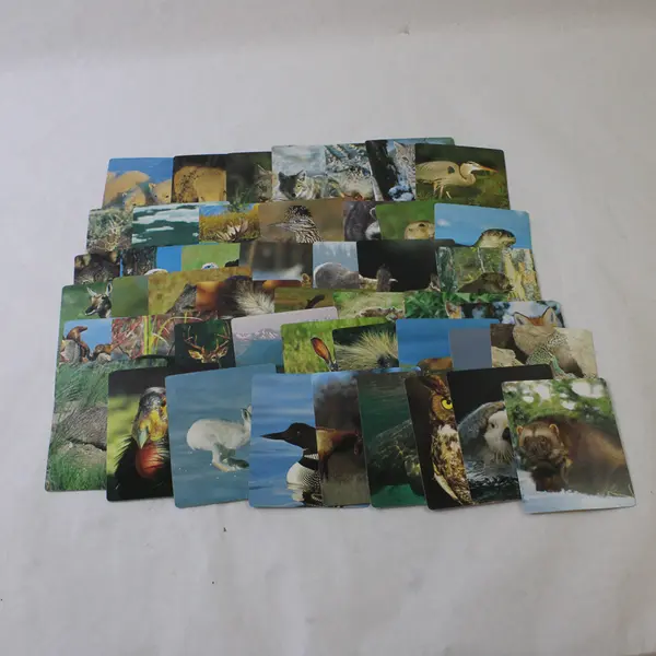 Wildlife Photograph Print Card Set 59 Full-Color Photo Cards